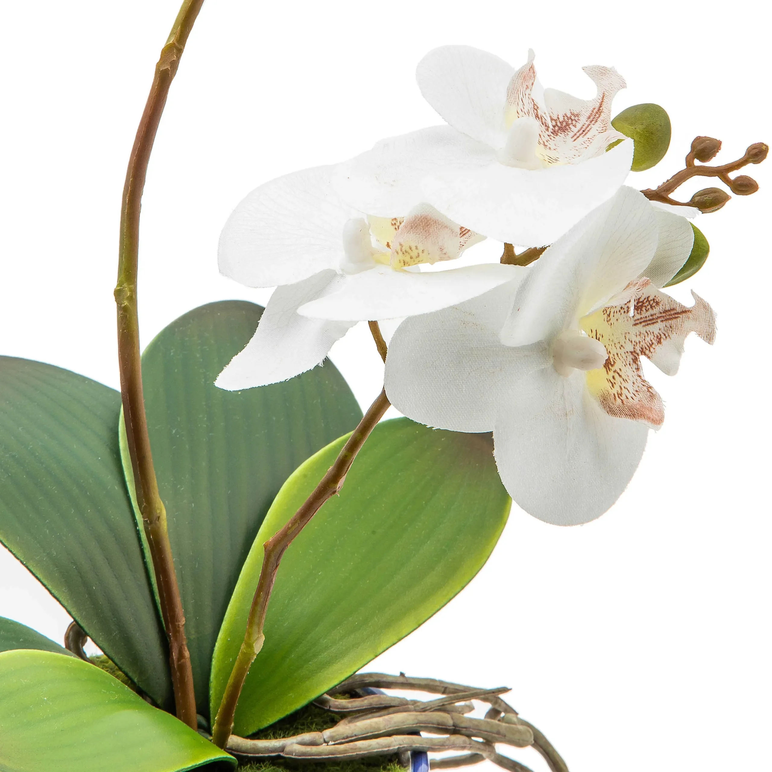 Best MacKenzie-Childs Royal Toile Potted Orchid - Medium