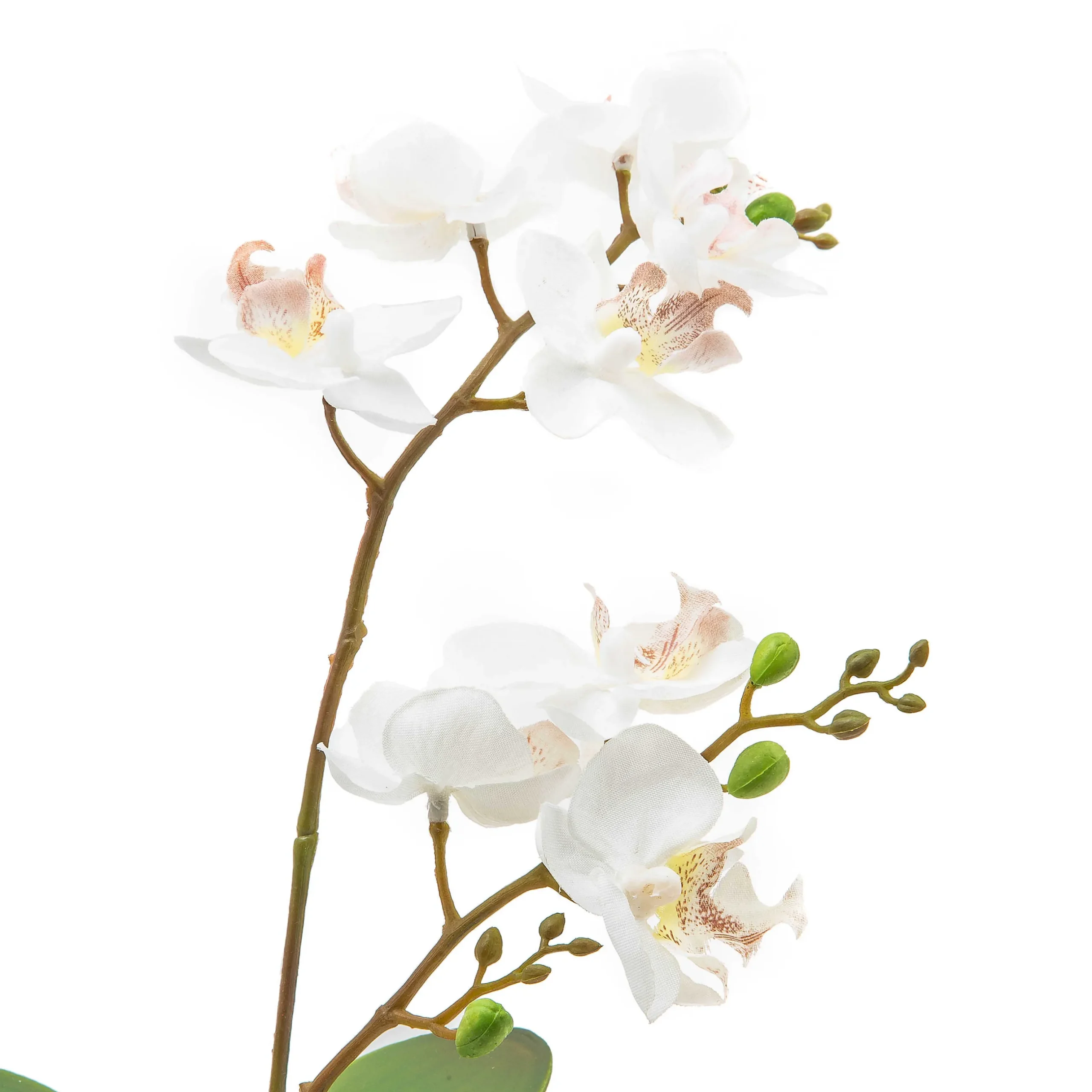 New MacKenzie-Childs Royal Toile Potted Orchid - Small
